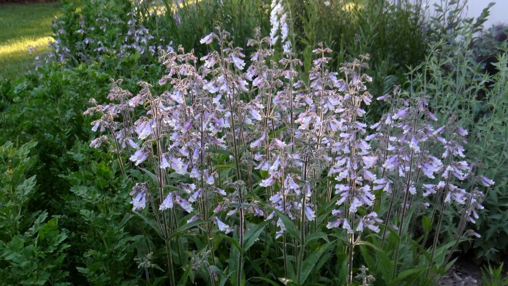 Penstemon hirsutus Hairy Penstemon 5-18-12 photo PenstemonhirsutusHairyPenstemon5-18-12.jpg